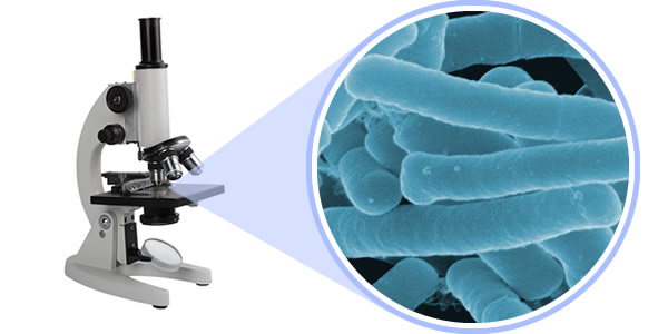 che-pham-sinh-hoc-lactobacillus -acidophilus