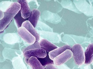 vi-sinh-lactobacillus-trong-che-pham-sinh-hoc