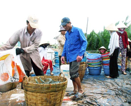 nuoi-tom-the-chan-trang-cong-nghe-cao