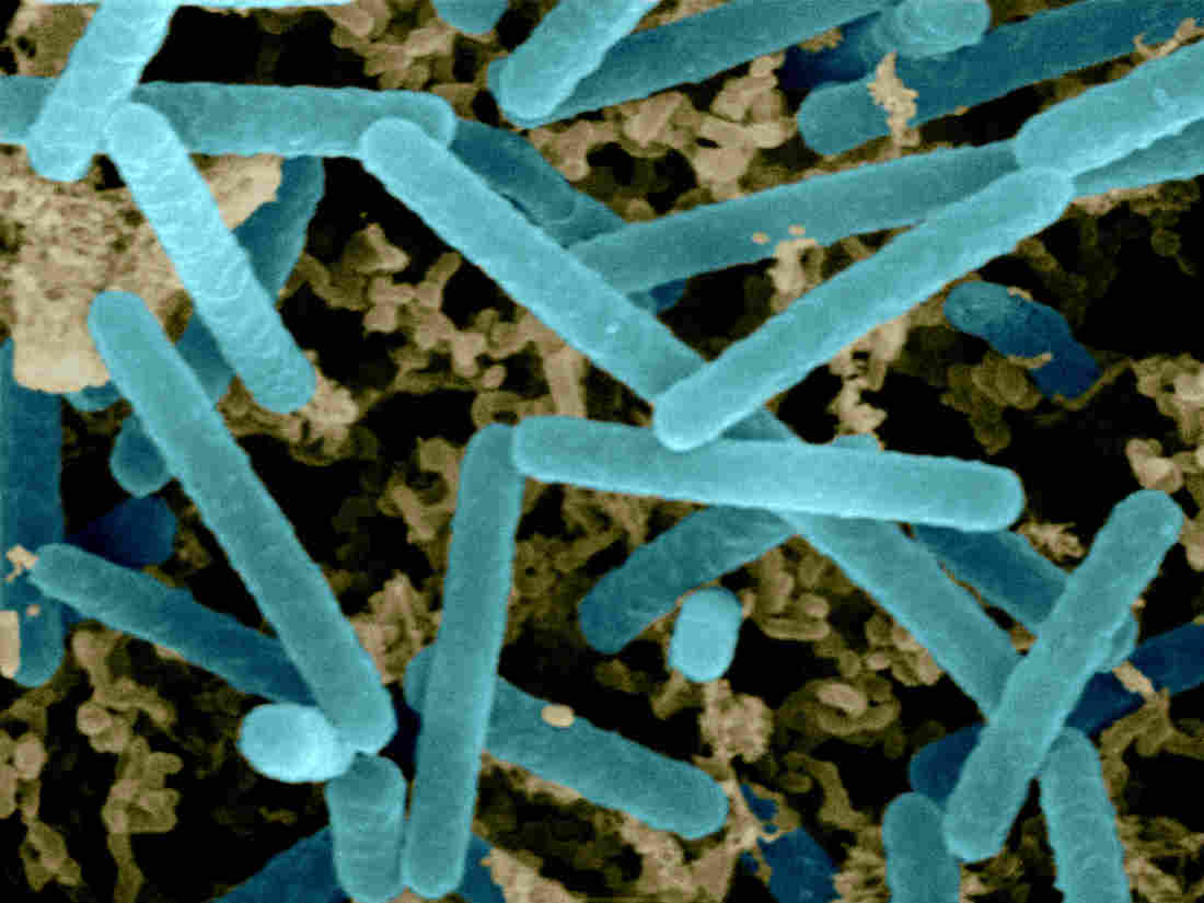 tac-dung-loi-khuan-lactobacillus-trong-chan-nuoi