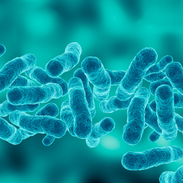Bacillus Subtilis