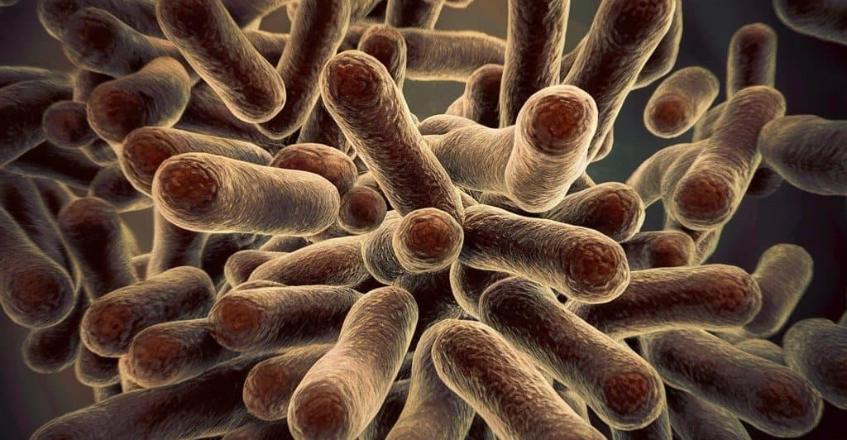 Bacillus trong xử lý môi trường và chăn nuôi