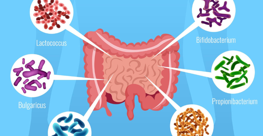 7 lợi ích nổi bật của Probiotics đối với sức khỏe vật nuôi