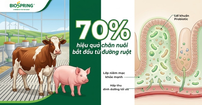 sức khỏe đường ruột