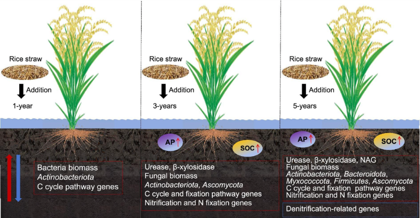 BioPlant C và Plant Max: Giải pháp vi sinh cho đất và cây trồng